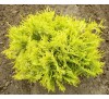 Туя западная Глобоза Ауреа (Globosa Aurea) C2, 2 года